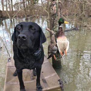 Meet your Posher, Bradley